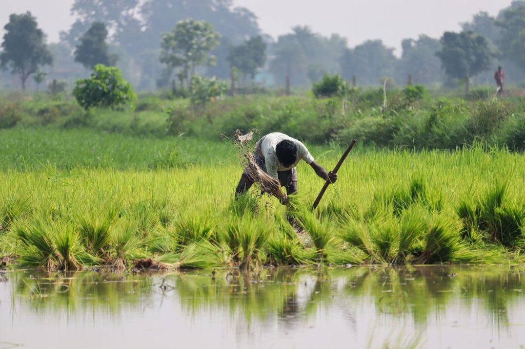 A dedicated farmer tending to a vibrant rice paddy in Sundargarh, Odisha, India.