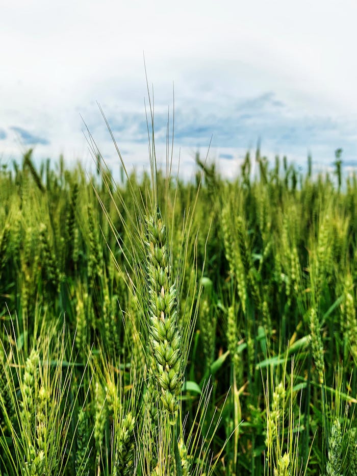 Vibrant wheat field growing under a blue sky in Romanias countryside.